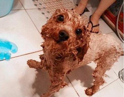 泰迪泪痕毛要剪掉吗,幼犬泰迪泪痕臭臭的