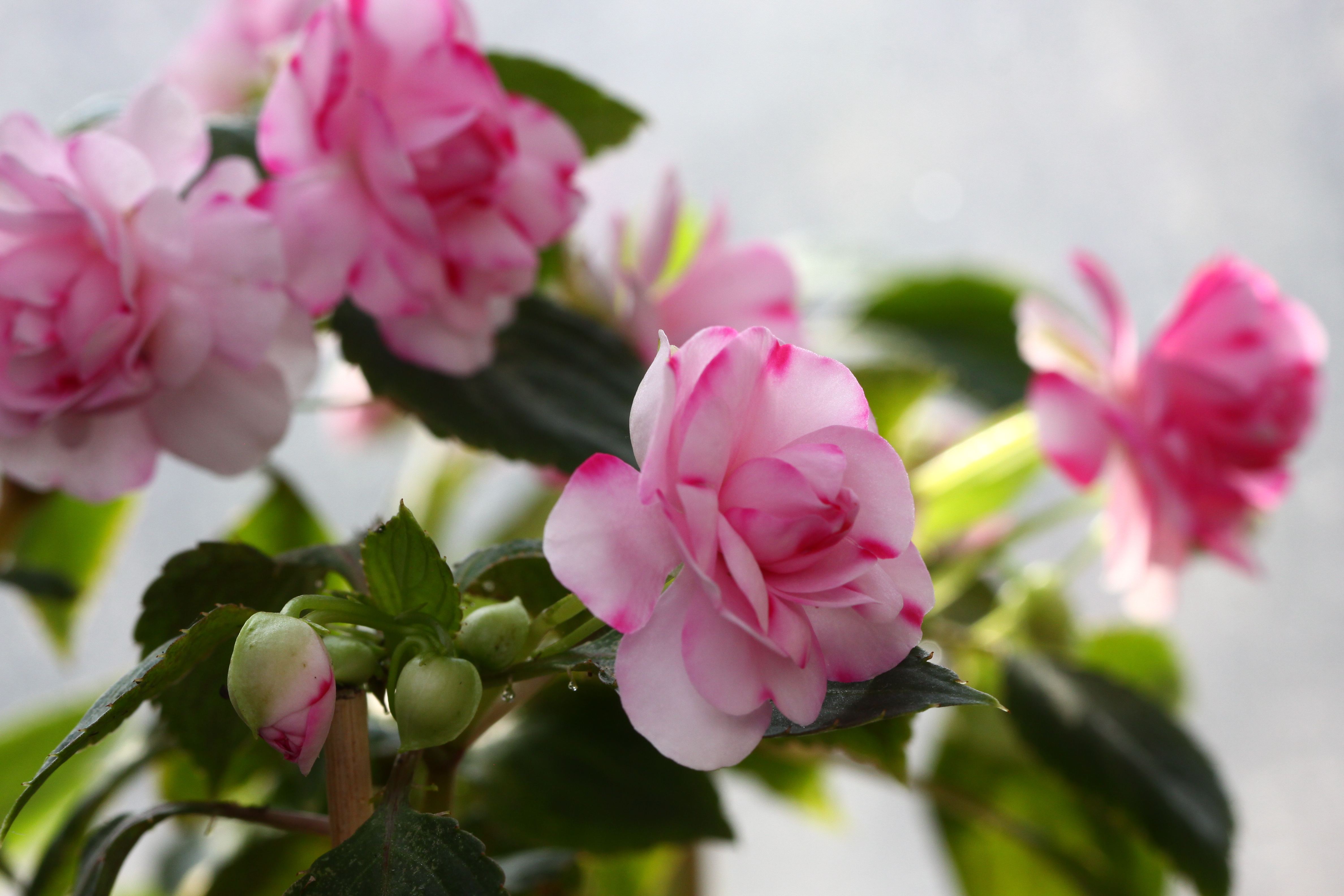 水梅花掉叶掉花怎么办,水梅花老是黄叶落花苞什么原因