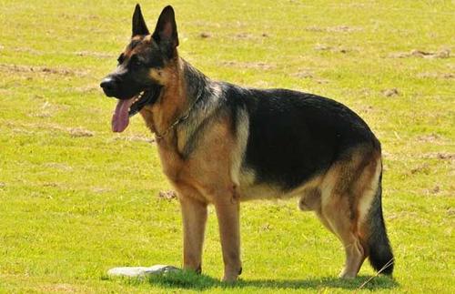 哪几种狗很可爱对主人很好不咬人,对主人最忠诚的5种狗