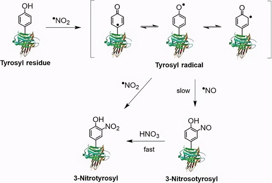 燕窝是不是智商税,燕窝能提高智商吗