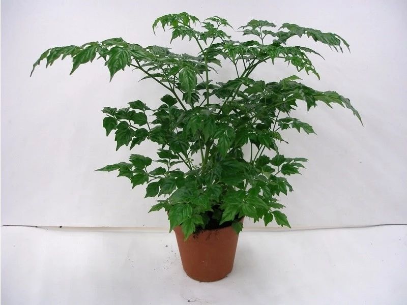 幸福树可以提高空气湿度吗,幸福树可以增加空气湿度吗