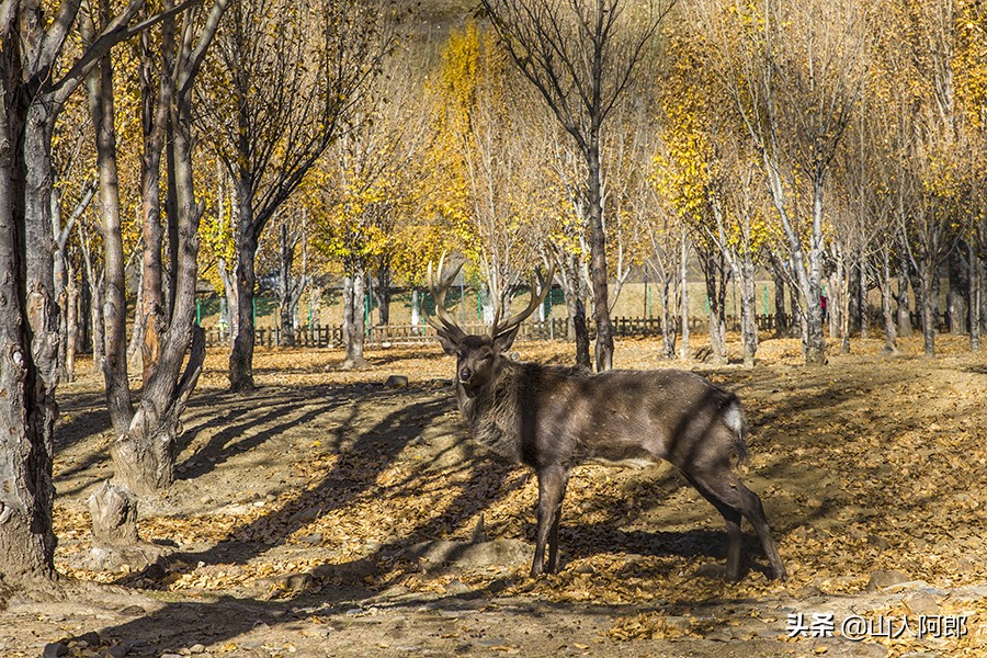 宸濊タ楂樺師澶ц崏鍘熺殑璺笂鐓х墖,闈掕棌楂樺師涓婄殑鑽夊師闆北椋庢櫙