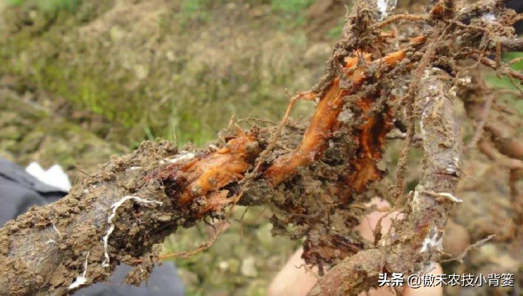 农作物灌根用什么杀菌药效果好,阿维菌素灌根可以防治哪些病害