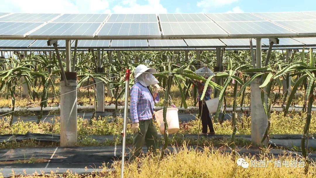 阳西县光伏发电项目,阳西县光伏公司