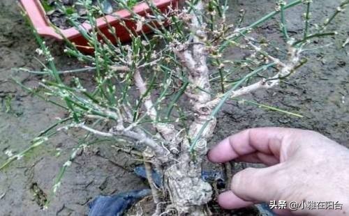 迎春花花期过后怎么养,迎春花用什么花盆栽长的快