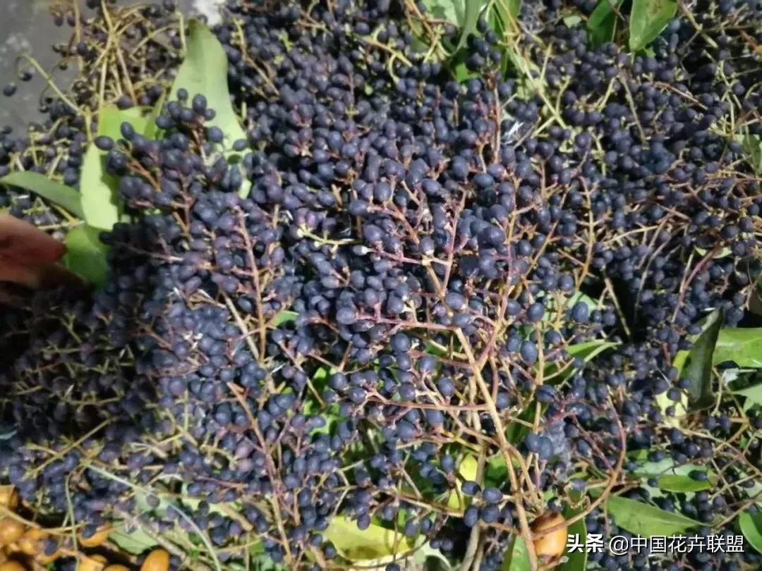 春天花市有哪些花材,便宜又大把的花材有哪些