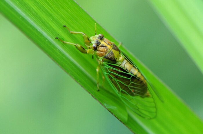 蝉古诗虞世南表达了什么,蝉古诗虞世南告诉我们的道理