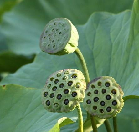 玫瑰花和什么活血化瘀效果最好,玫瑰花活血化瘀的效果怎么样
