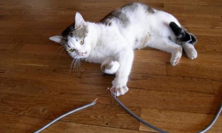 猫咪不习惯吃的表现,猫咪不为人知的用途