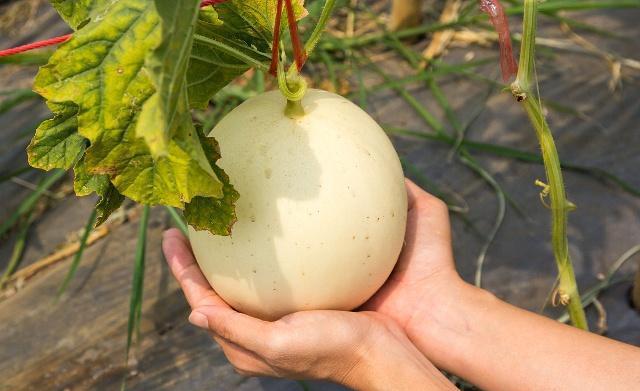 甜瓜好吃,什么甜瓜最好种植