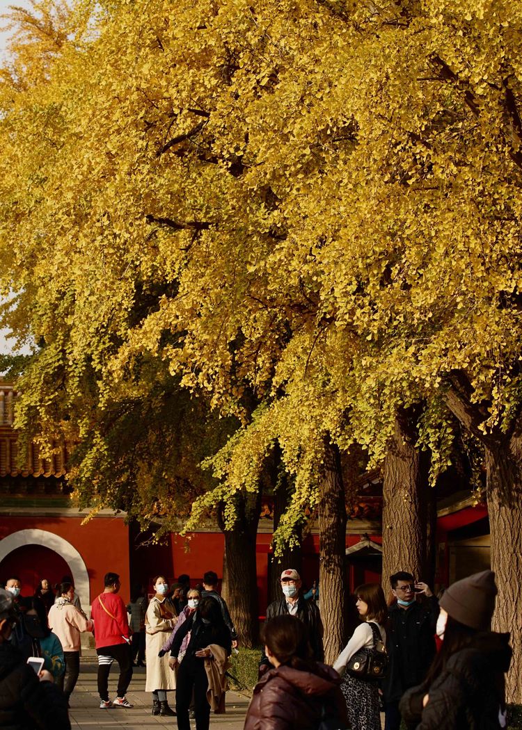 金色的北京犬,金色的北京现代汽车