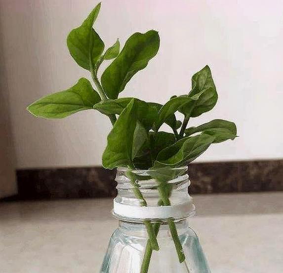 茉莉花不泡生根粉的扦插方法,茉莉花扦插多久可以生根