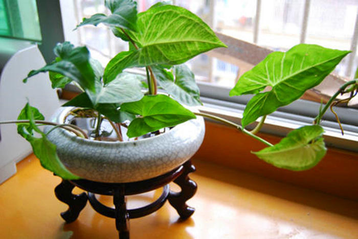 合果芋叶子蔫,合果芋叶子有斑点怎么办