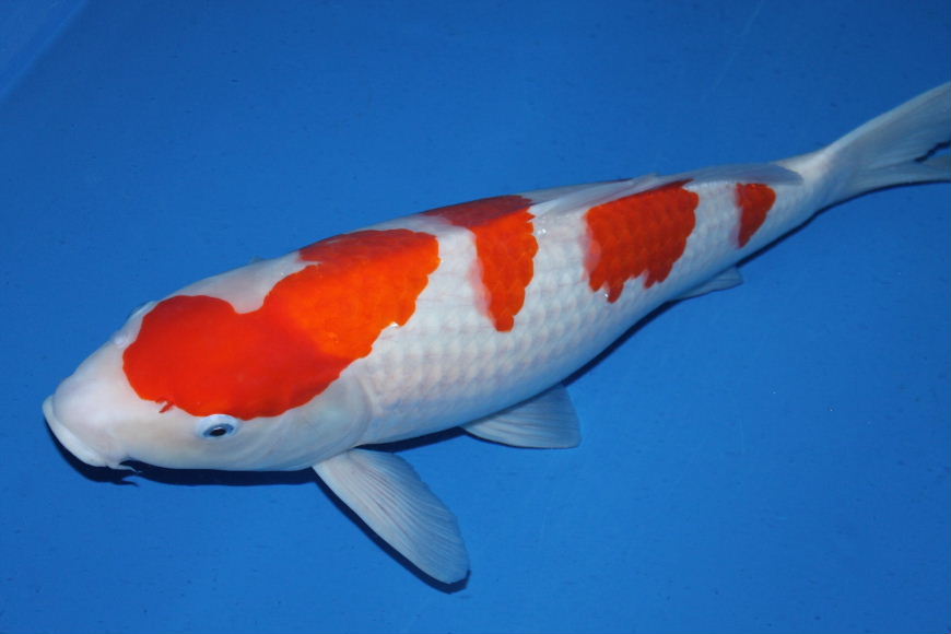 新手养锦鲤的六大禁忌是什么,新手鱼池养锦鲤六大忌