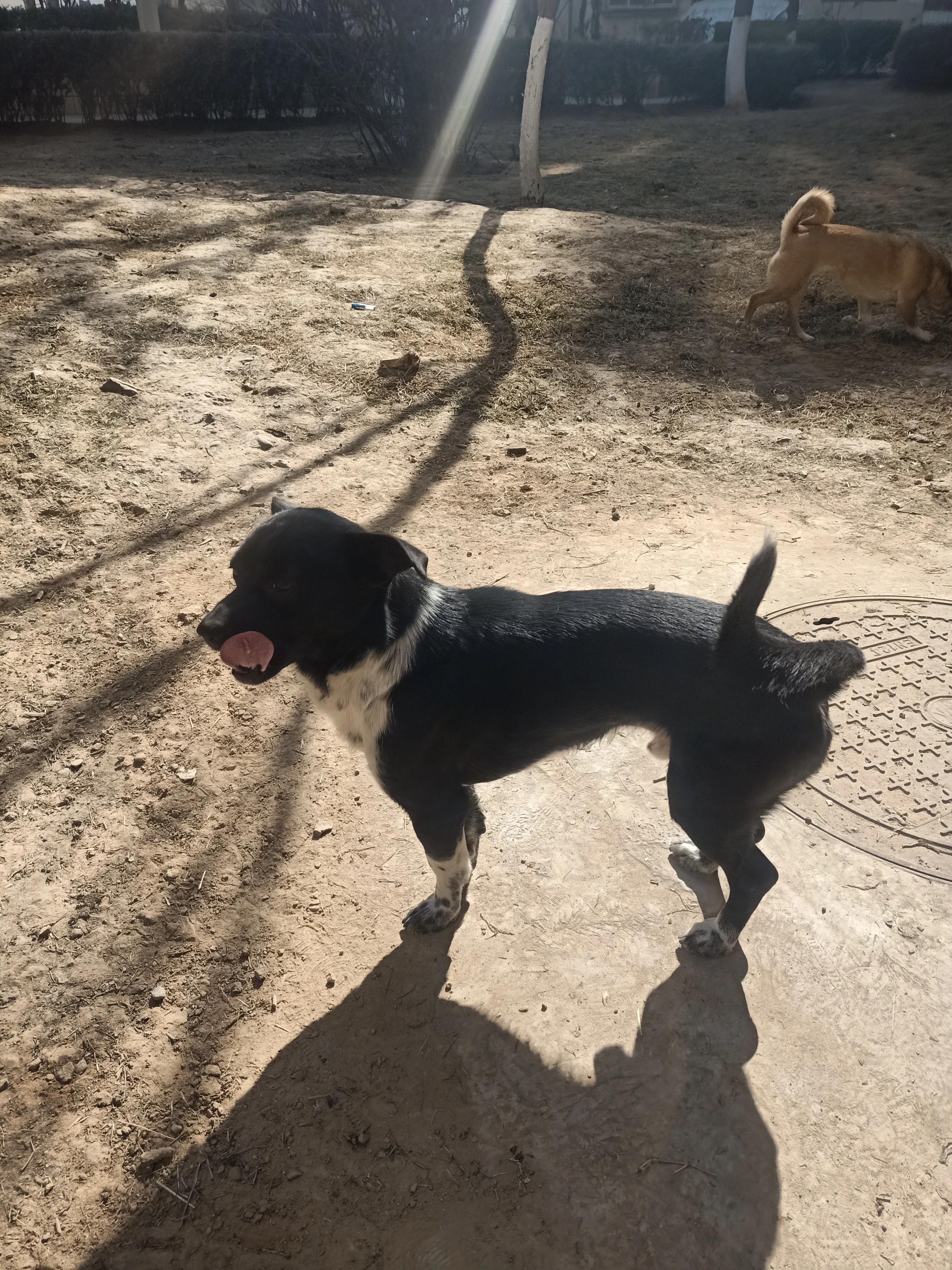 狗狗没有朋友怎么办,狗狗没有食物怎么处理