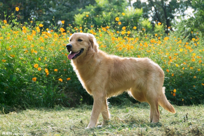 金毛牙龈肿痛用什么药,金毛牙龈出血怎么回事