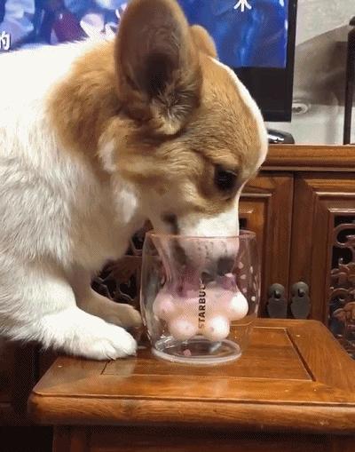 比星巴克猫爪杯还好看的杯子,2019星巴克猫爪玻璃杯