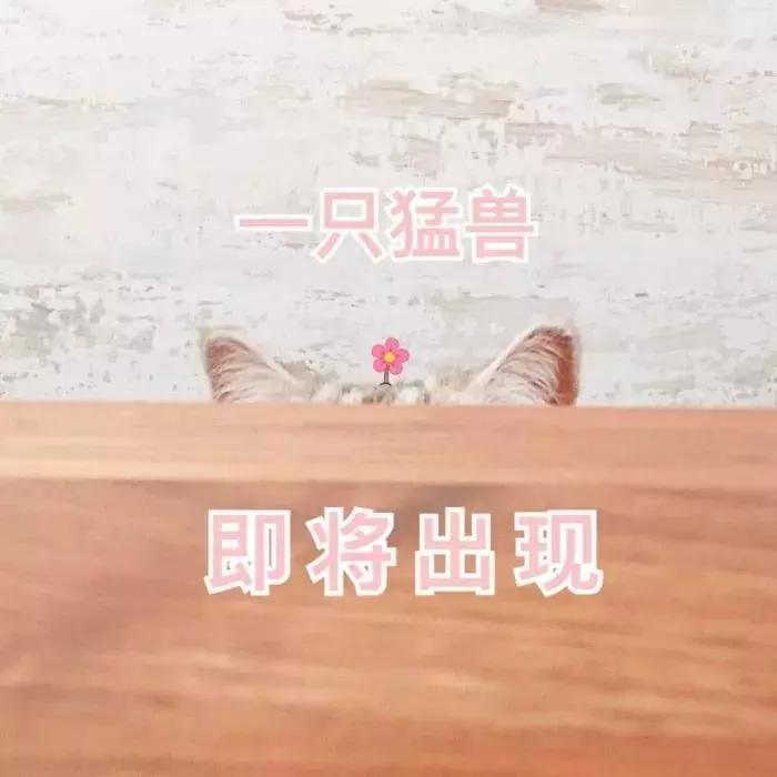 养了好多年的猫突然怕我,养了五年的猫很想把它扔了