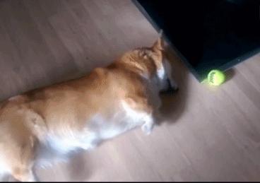 灏忕煭鑵挎煰鍩烘悶绗戣棰戝ぇ鍚堥泦,鍙埍鐨勫皬鐭吙鏌熀鐙楃嫍