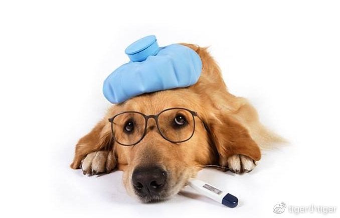 狗狗健康知识萌宠,狗狗不幸感染寄生虫兽医帮它弄掉