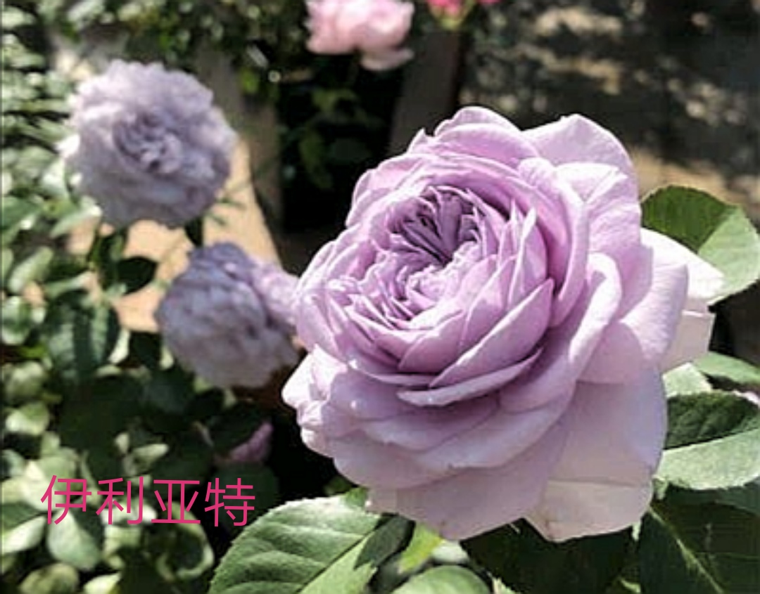 2020年木村卓功月季新品,木村卓功的月季都比较耐阴吗