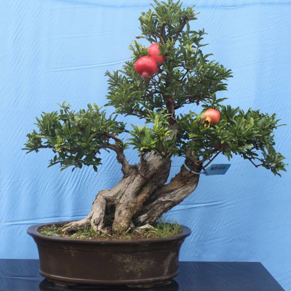 移栽的石榴树叶子掉了蔫了能活吗,石榴换盆后叶子蔫了怎么补救