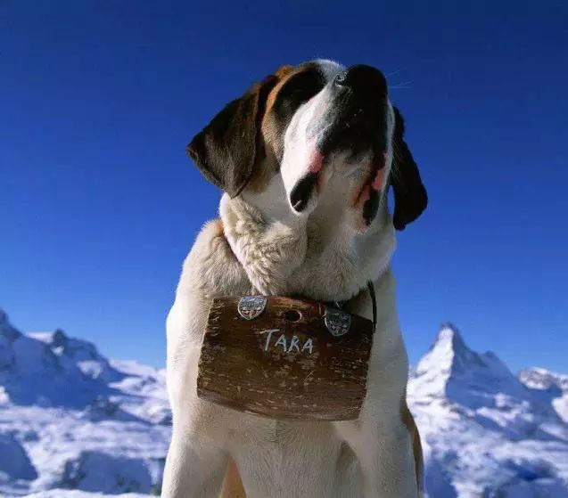 45种名犬大全,72种名犬图片附介绍