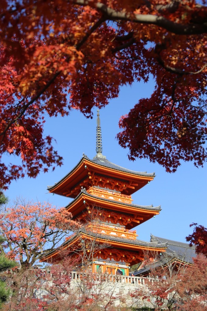 日本京都枫叶季旅游攻略,日本关西赏枫旅游攻略
