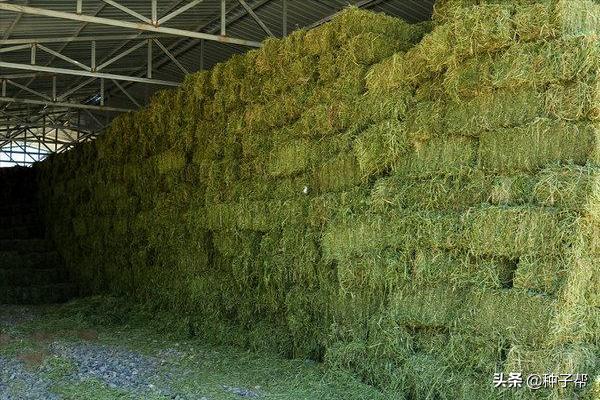 牧草养殖牛羊技术,北方适合种植牛羊牧草