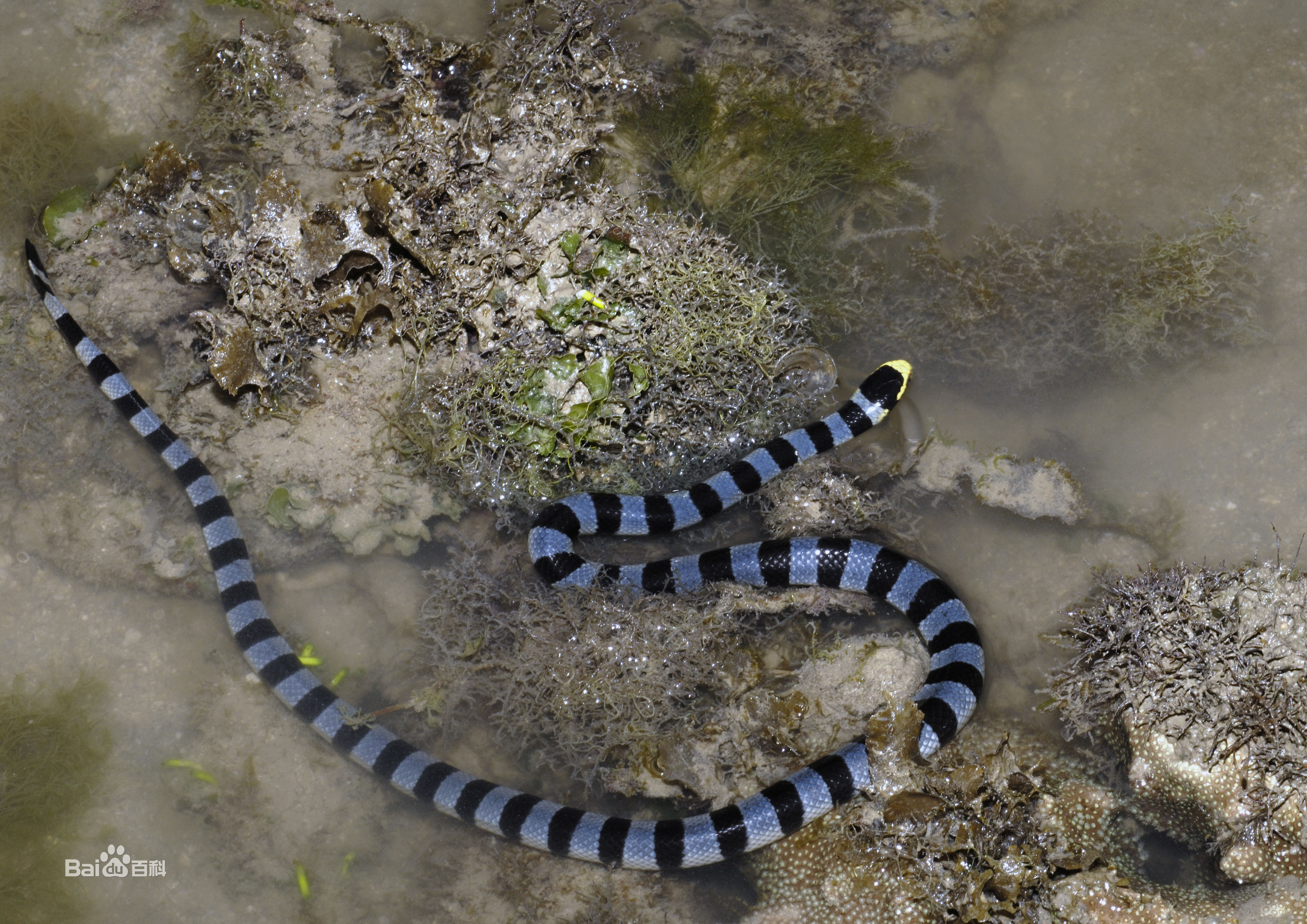 冷血精神病有感情吗,冷血精神病治疗