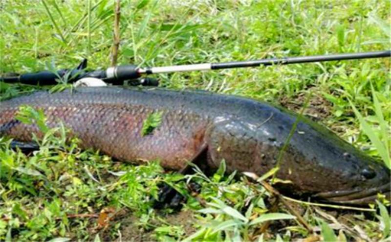 鱼塘里有黑鱼怎么解决,鱼塘里有黑鱼怎么处理干净