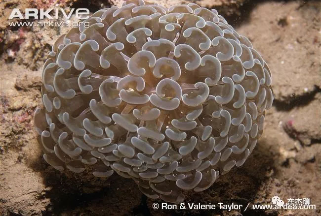 lps和sps可以一起养吗,哪些lps适合新手养