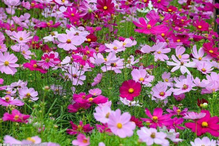 波斯菊种子种出的花啥样,波斯菊种子大花朵