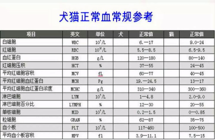 爱猫体检后发现白细胞增多就是有疾病？主因是猫压力过大
