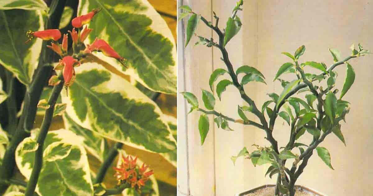 耐阴多肉植物室内,30种耐阴植物室内盆栽