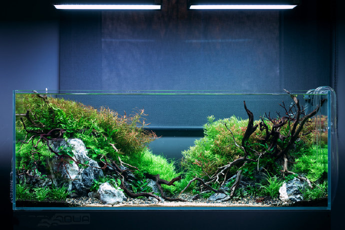 金鱼已经入缸怎么培养硝化菌,鱼缸用什么材料培养硝化菌最好