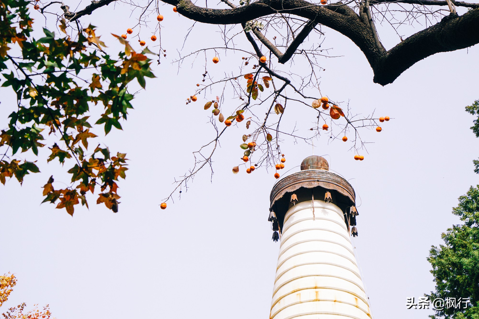 北京18个看银杏的好地方在哪,北京八大处看银杏攻略