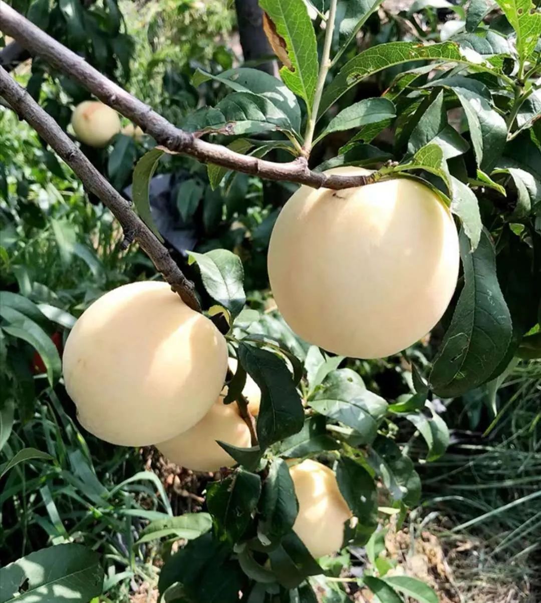 山水望城，“桃”醉你我，通体洁白、如羊脂玉般的蜜桃您见过吗？