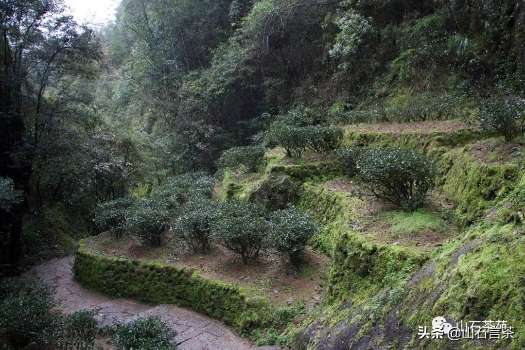 武夷山茶为什么这么出名,茶事真实故事