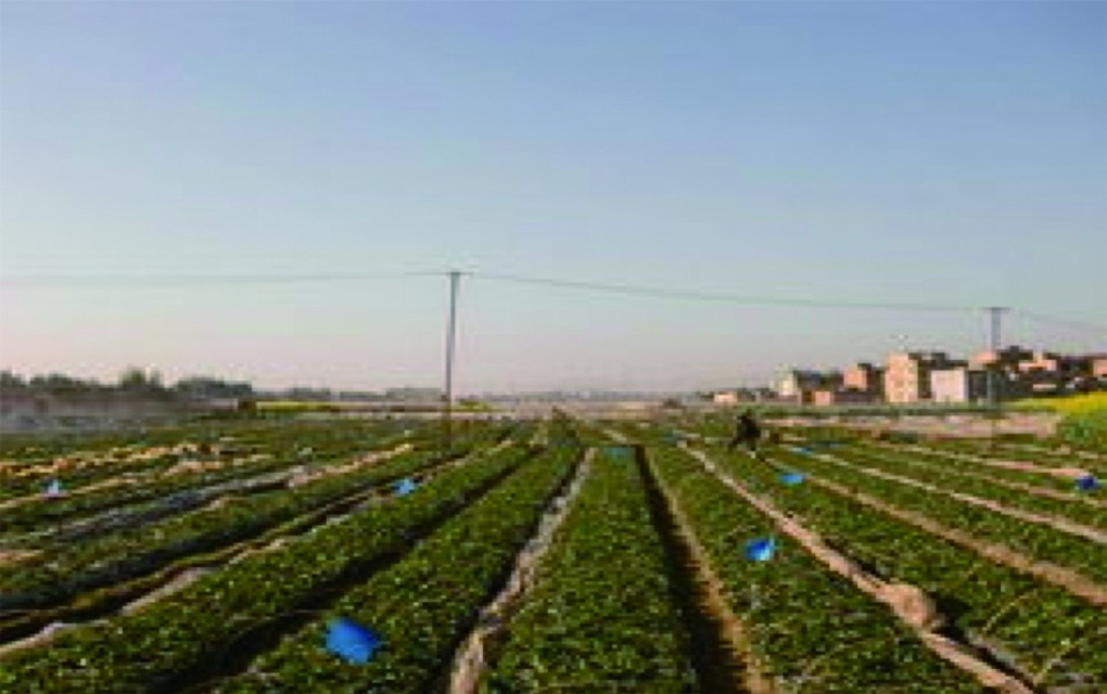 马铃薯种植面临的问题和风险,马铃薯低温种植危害