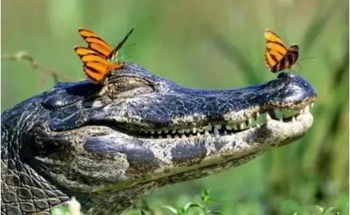 鳄鱼生男生女,鳄鱼生的孩子有多可怕
