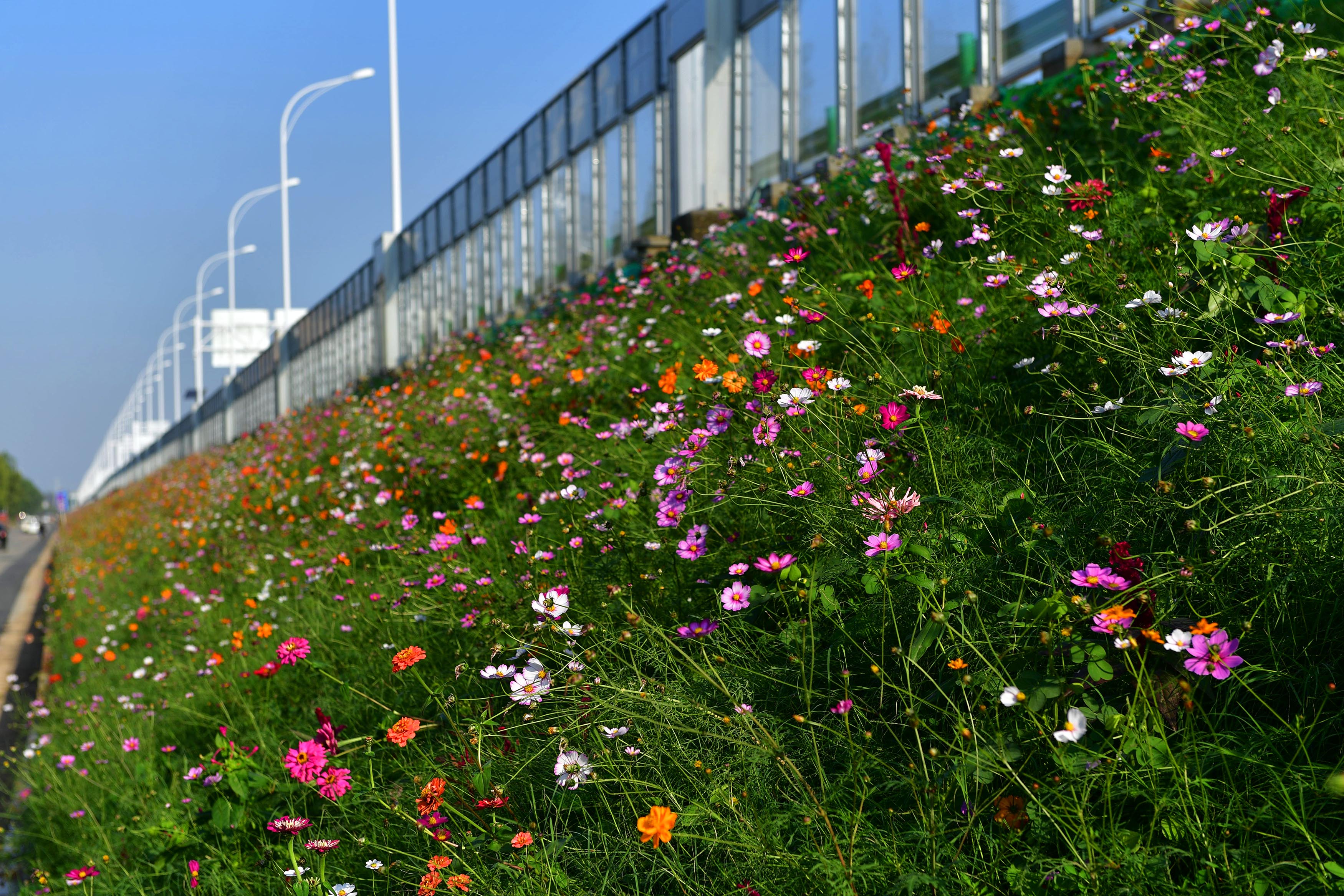 花田花海值得去吗,这些美到爆的花海一定要去看看