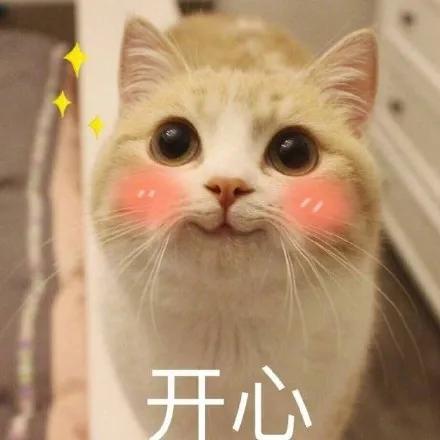 春节回家家里的猫咪怎么办,春节期间猫咪留守怎么办