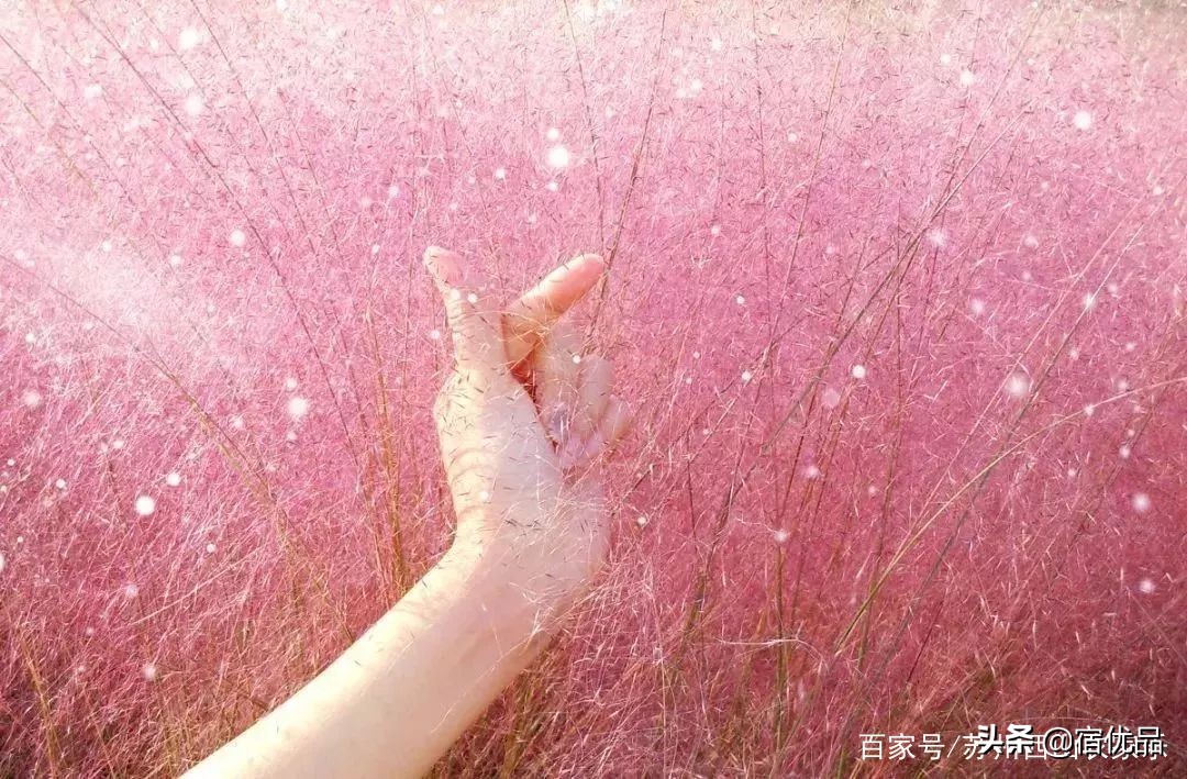 河源市连平县忠信镇大湖花海,太湖花海主题乐园