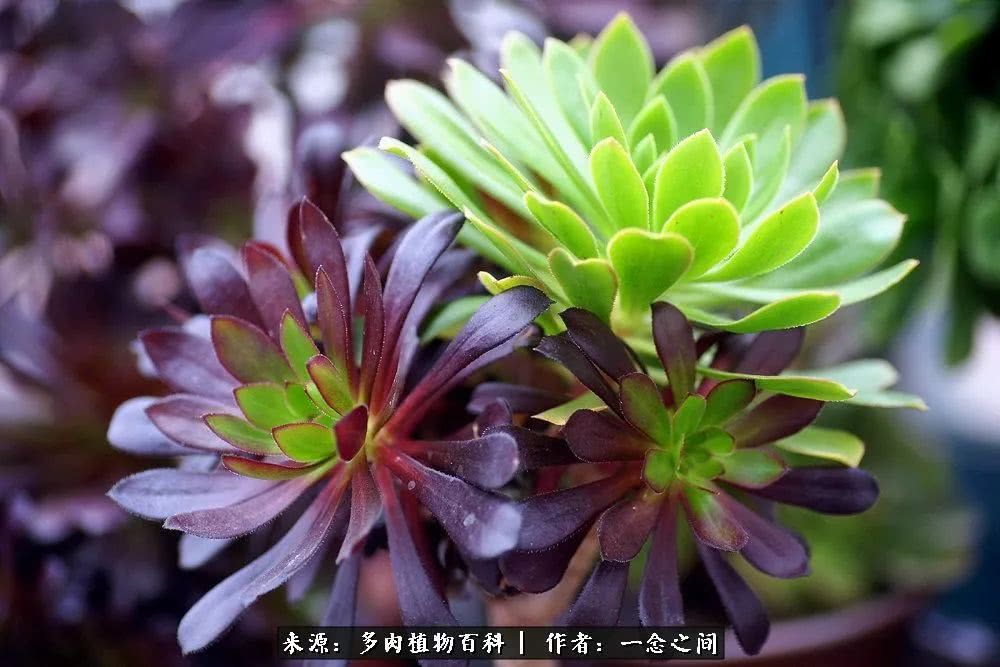 多肉牛群里的“七福神”（下）：男神篇！