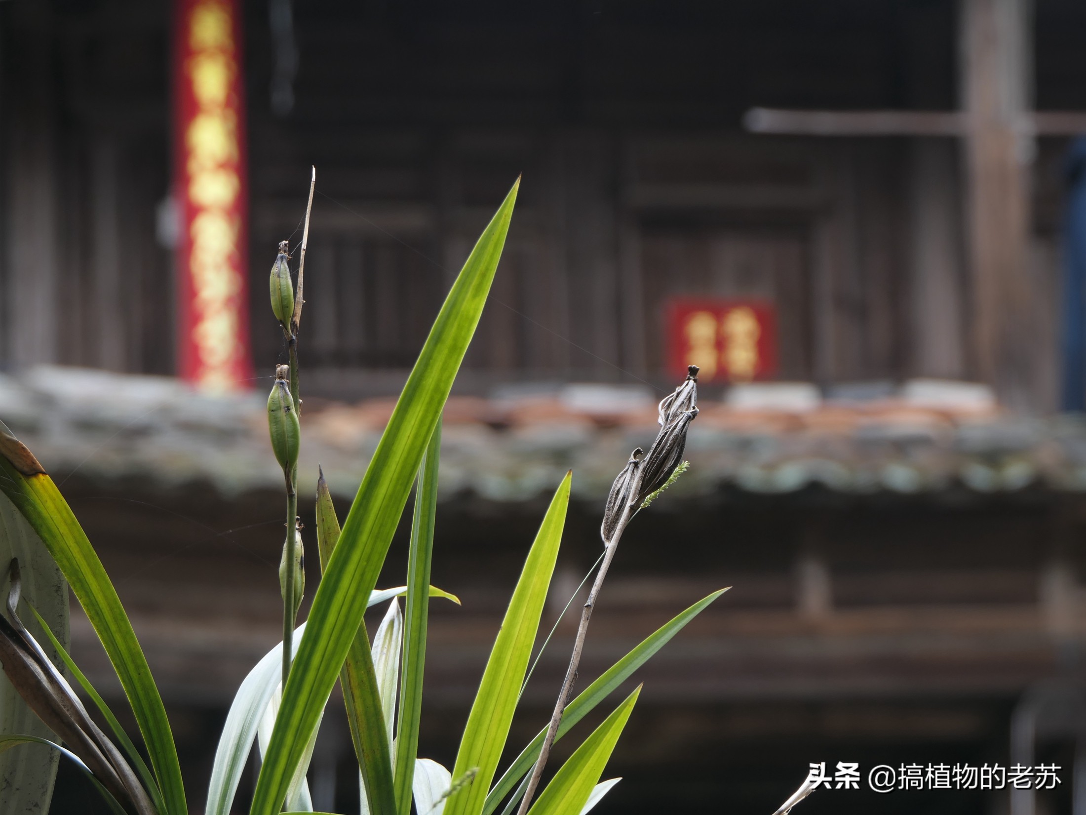 带你看兰花,带你看看蝴蝶兰