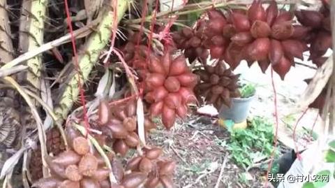 村小农,村小农网