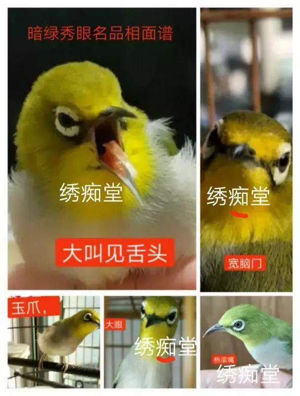 昆虫蓑蛾吃什么,蓑蛾防治方法