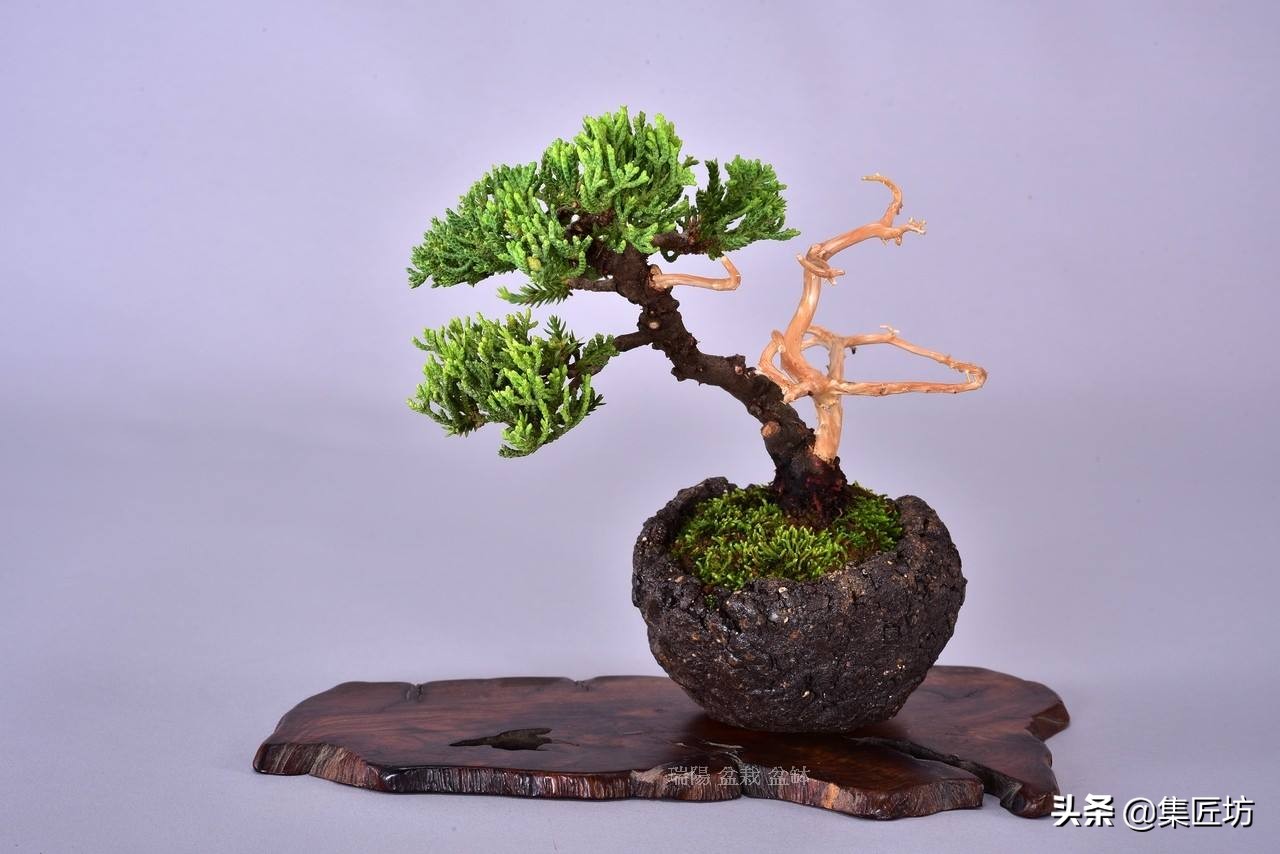 盆景舍利桩处理方法,盆景舍利杆上面的附着物怎么清除