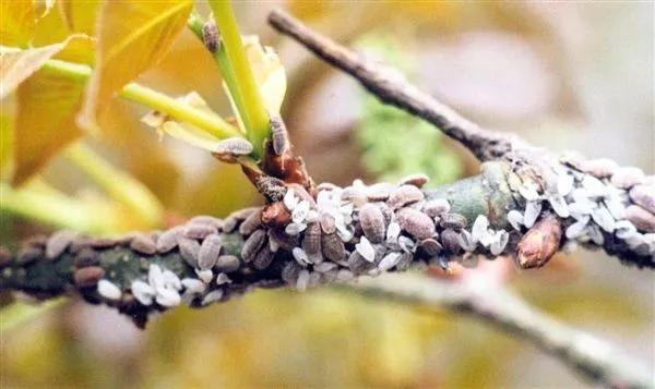 果树蚧壳虫怎样彻底消灭物理治疗,果树蚧壳虫怎么彻底消灭妙招
